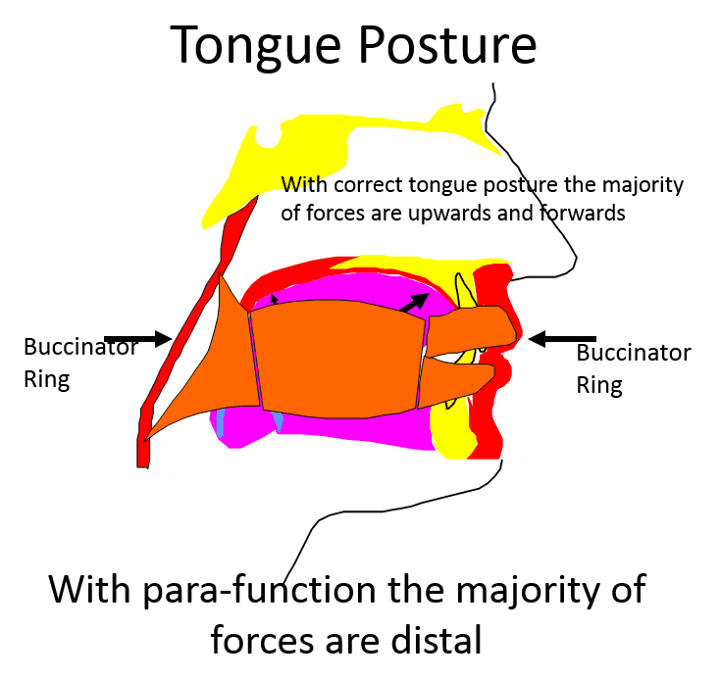 tongueposture.png