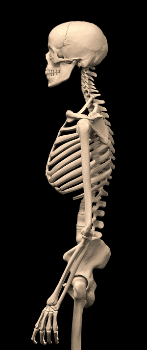decadimento-scheletro-profilo2.gif