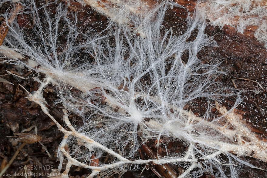 AH-Fungal-Mycelium-Hyphae-7893.jpg
