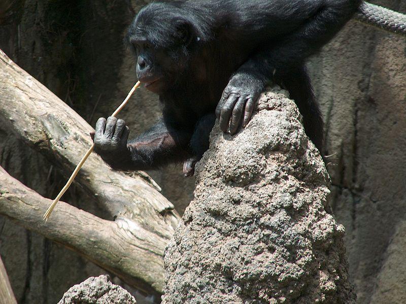 800px-A_Bonobo_at_the_San_Diego_Zoo_%22fishing%22_for_termites.jpg