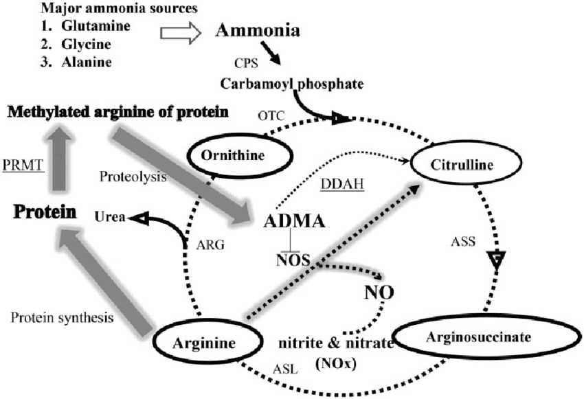 Coupling-of-urea-cycle-with-nitric-oxide-cycle-ADMA-asymmetric-dimethylarginine-ASL.png