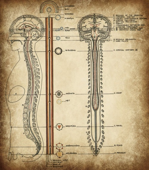 jacobs+ladder+spinal+cord+pineal.jpg