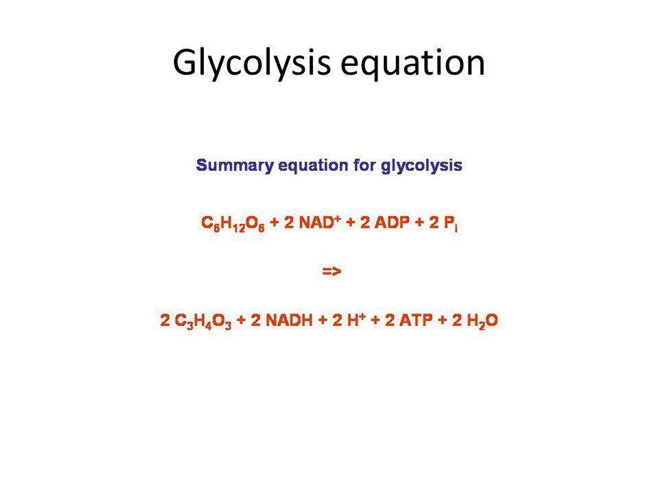 Glycolysis+equation.jpg