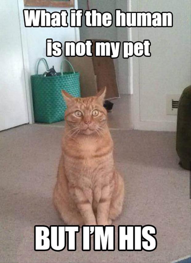 what-if-the-human-is-not-my-pet-funny-cat-meme.jpg