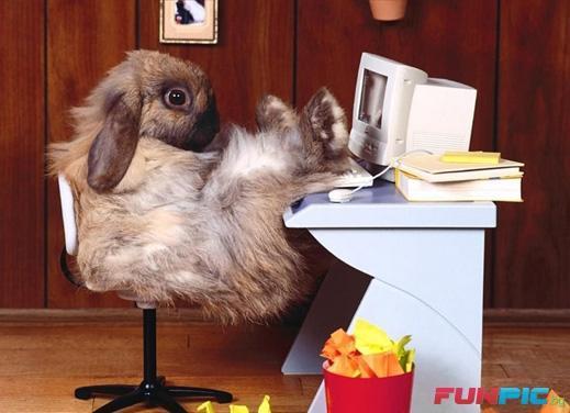 a.aaa-lazy-bunny-sitting-on-the-co.jpg