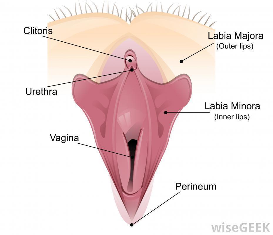 labeled-diagram-with-vagina-and-labia-minora.jpg