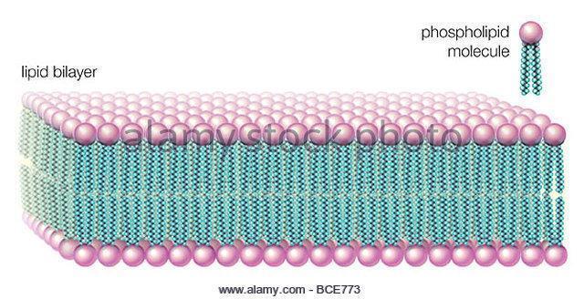 in-water-solutions-phospholipids-form-a-lipid-bilayer-the-fat-soluble-bce773.jpg