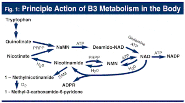 Niacin_requires_ATP_and_glutamine.gif