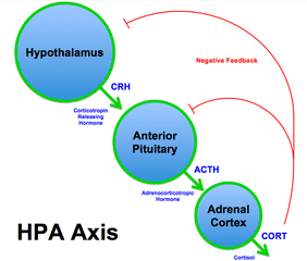 282px-HPA_Axis_Diagram_%28Brian_M_Sweis_2012%29.png