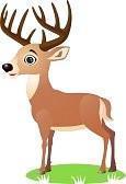 7529301-deer-cartoon.jpg