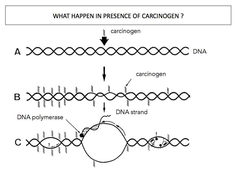 Carcinogens-impacts-on-DNA.png