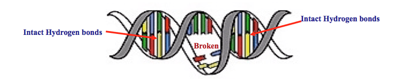 broken-DNA.png
