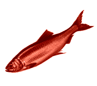 red-herring-resumes.png