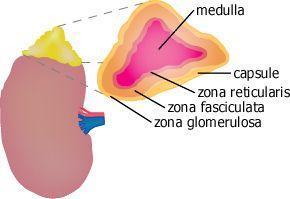 adrenal-cortex.jpg