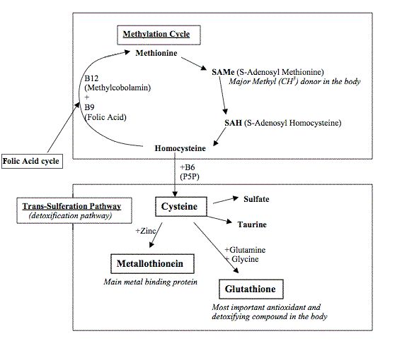 cysteine_cycle_diagram.gif