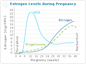estrogen-fluctuation.gif