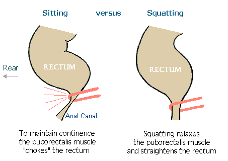 sitting_vs_squatting.gif