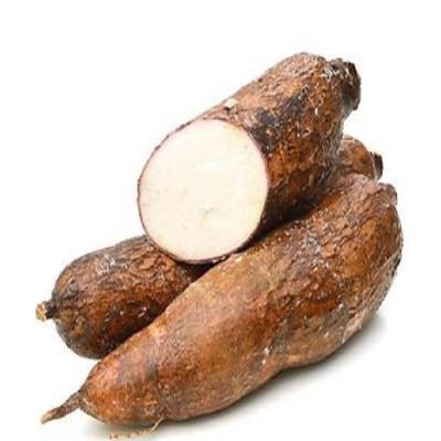 Cassava-1.jpg