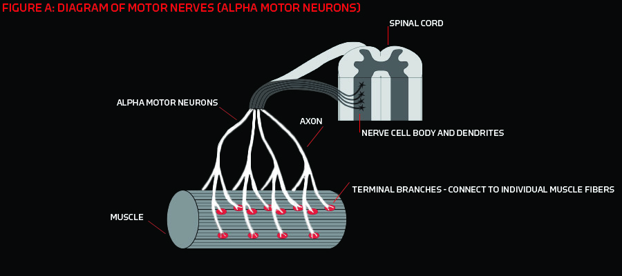 alphamotorneurons-2-1.jpg