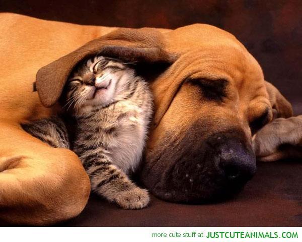 cute-animals-cat-kitten-sleeping-dogs-ear-happy-pics.jpg