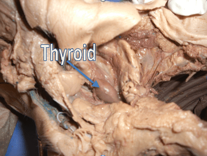 thyroidklas.png