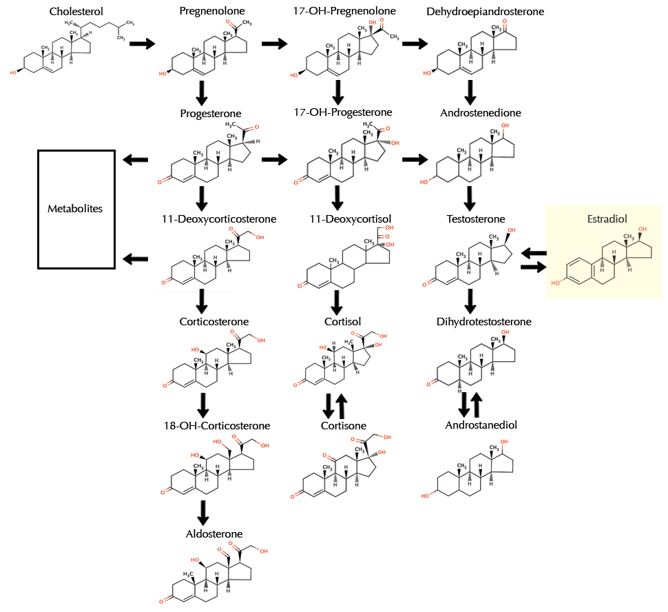 synthesis-estrogen-chart.gif