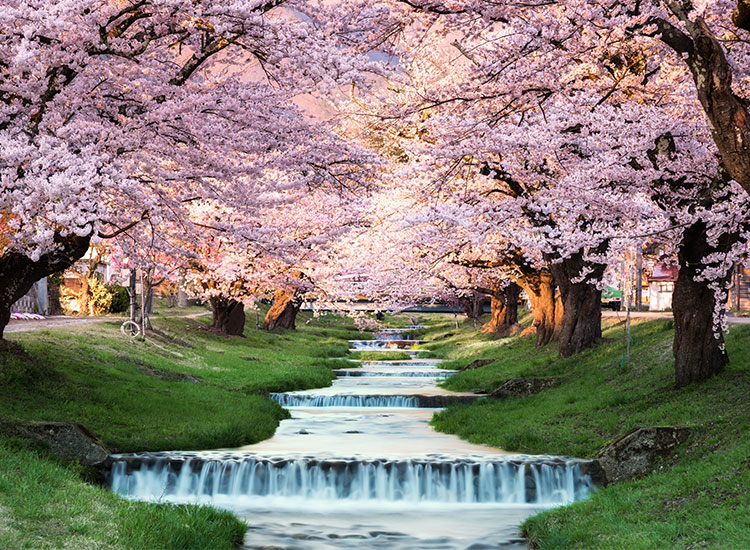 cherry-blossoms-social.jpg