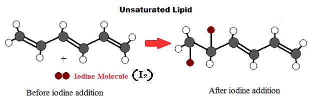 lipid-testing-3.jpg