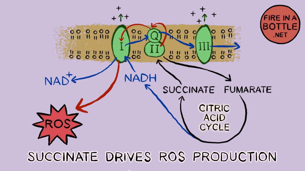 Succinate-1024x575.png