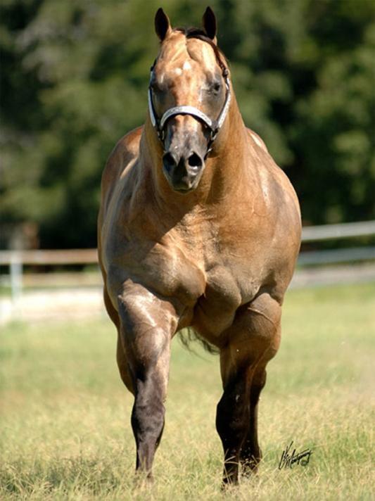 steroid-animals-myostatin-deficient-horse-21.jpg