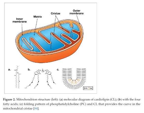 mitochondria.png