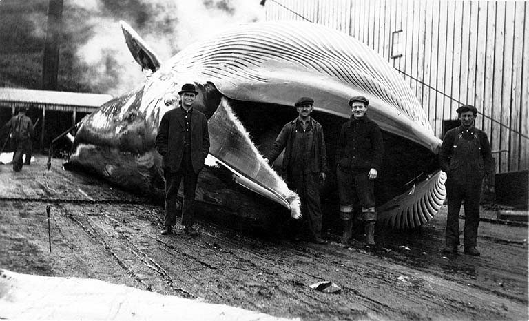 Whale oil was so important it was declared key to national defense in World War II. 