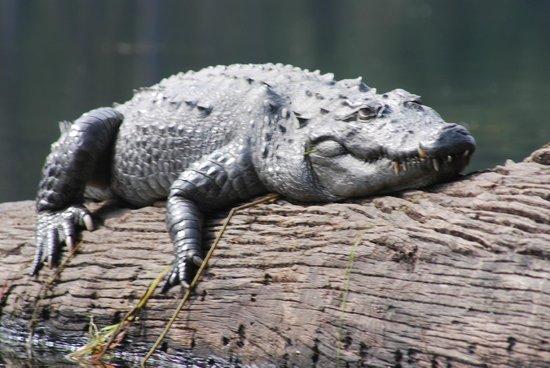 crocodile-safari-lodge.jpg