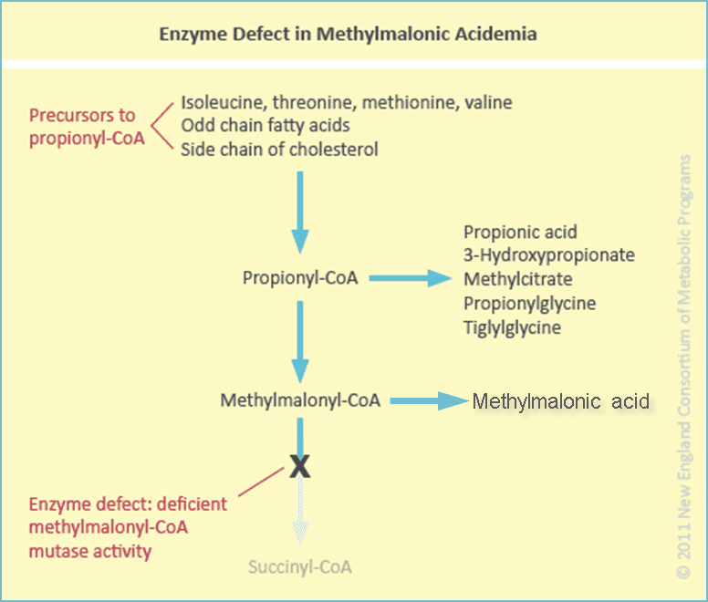 Enzyme-Defect-in-Methylmalonic-Acidemia.png