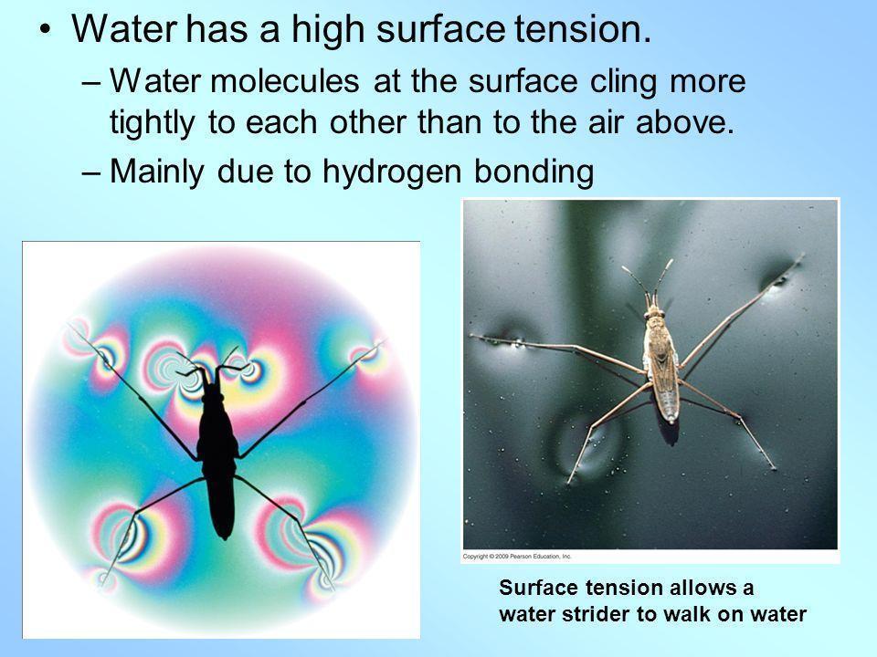 Water+has+a+high+surface+tension..jpg