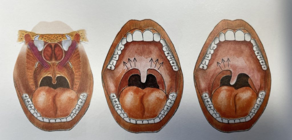 three mouths anatomy