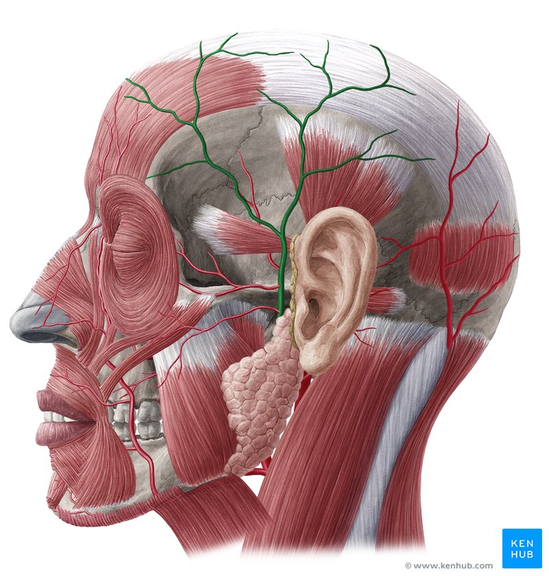 Superficial_temporal_artery.png
