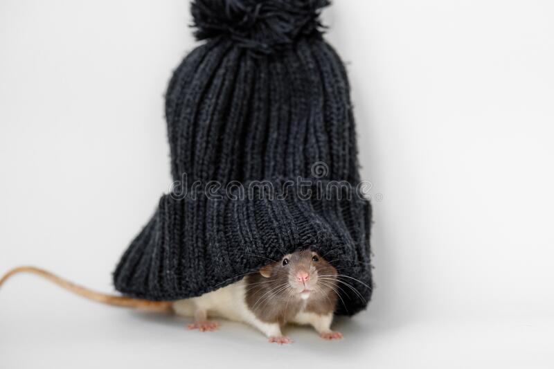 portrait-brown-white-pet-rat-big-dark-blue-knitted-hat-white-background-pet-rat-big-dark-blue-knitted-hat-168982072.jpg