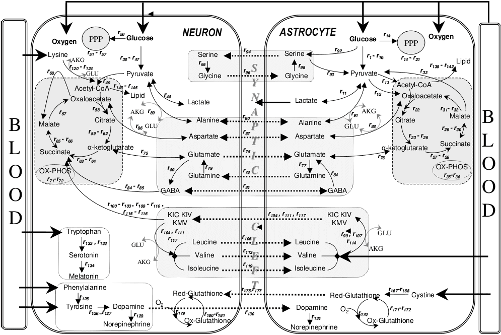 Metabolic_interactions_between_astrocytes_and_neurons_with_major_reactions.png
