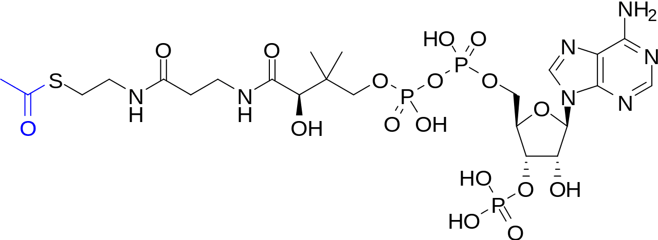 1280px-Acetyl-CoA-2D_colored.svg.png