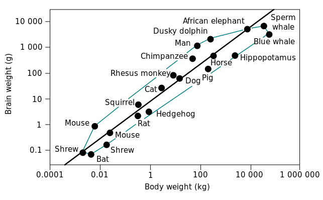 643px-Brain-body_mass_ratio_for_some_animals_diagram.svg.png
