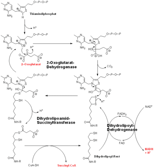 500px-Oxoglutarate_dehydrogenase_%28%CE%B1-Ketoglutarate_dehydrogenase%29.png