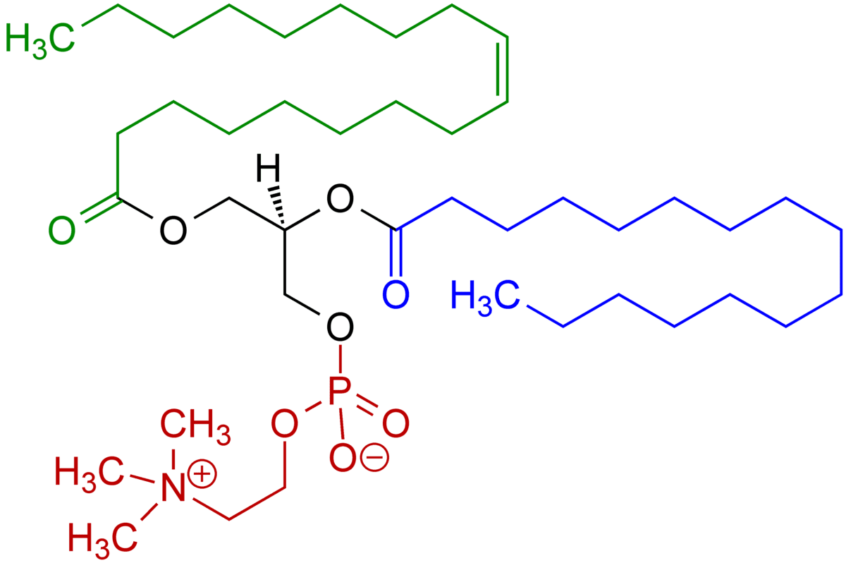 1200px-1-Oleoyl-2-almitoyl-phosphatidylcholine_Structural_Formulae_V.1.png