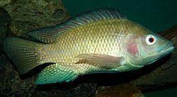 250px-Oreochromis-niloticus-Nairobi.JPG