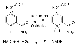 250px-NAD_oxidation_reduction.svg.png