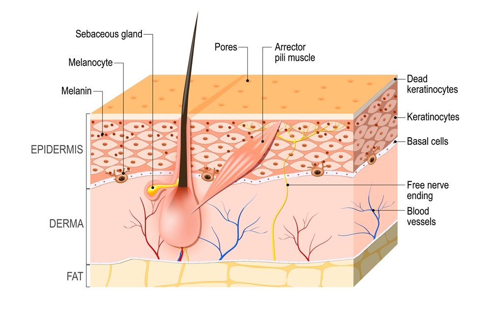 skin-layers-epidermis.jpg