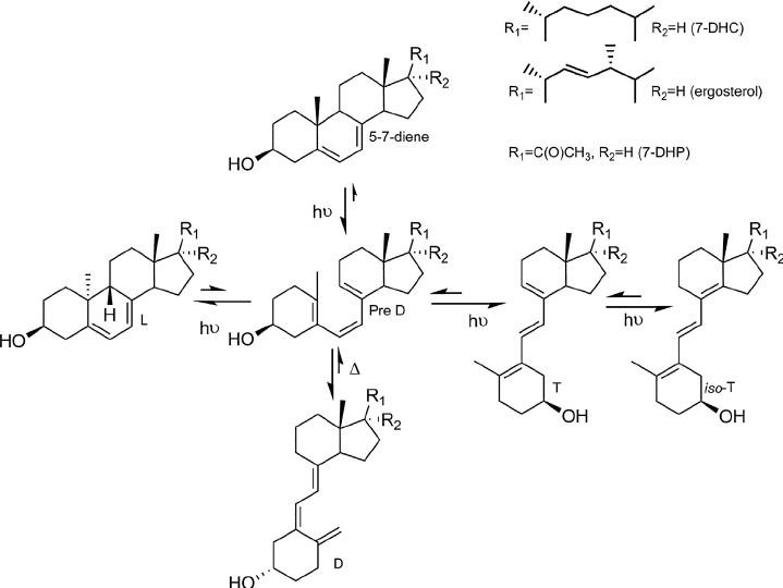 Fig-2-UVB-induced-photolysis-of-7-DHC-ergosterol-and-7-DHP-D-T-and-L-represent.png