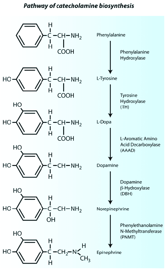 Pathway-of-catecholamine-biosynthesis-Synthesis-of-epinephrine-and-norepinephrine-is.png