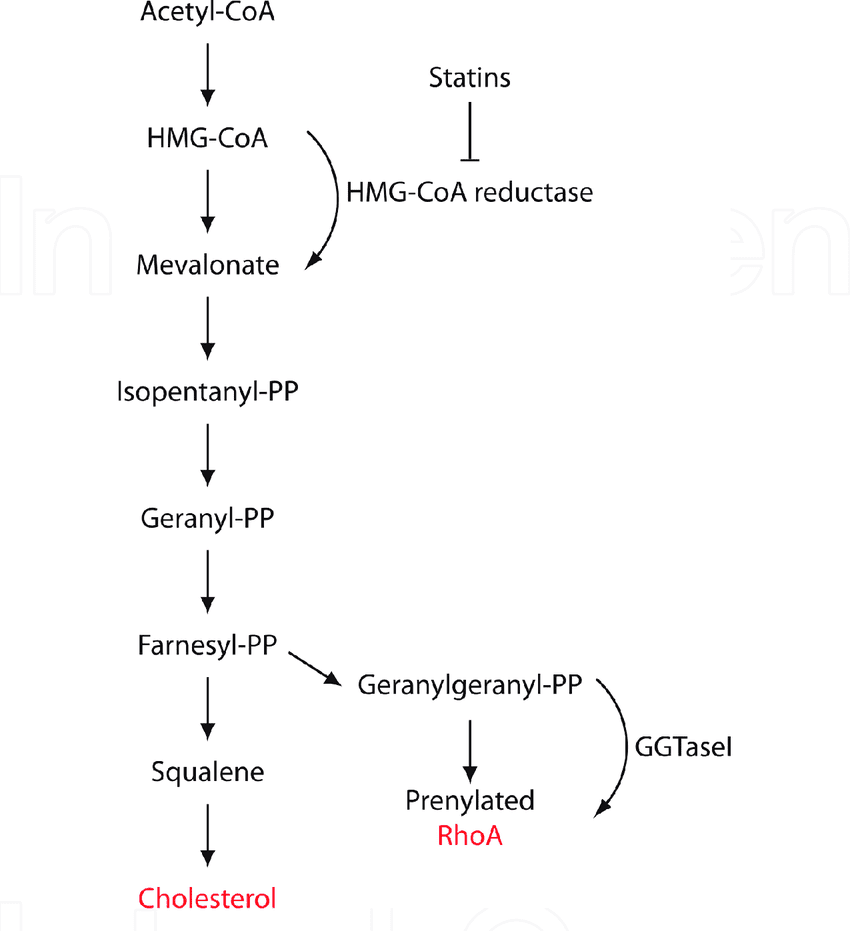 Simple-schematic-of-the-mevalonate-pathway-showing-that-postranslational-modiications.png