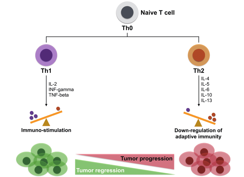 Effects-of-Th1-Th2-on-tumor-progression-Naive-T-cells-become-Th1-cells-or-Th2-cells.png